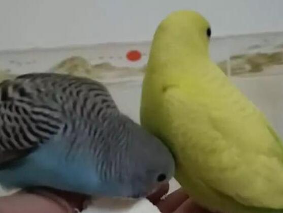 廣東一病例高燒不退潛伏45天 到底是什么情況?