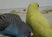 廣東一病例高燒不退潛伏45天 真相曝光簡直太驚人了