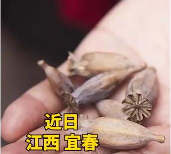 女子宿舍吃火鍋放罌粟提味被罰 吃火鍋放罌粟違法嗎?