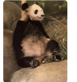 丫丫回國(guó)時(shí)間線 在美網(wǎng)友爆料丫丫現(xiàn)在瘦骨嶙峋虛弱不堪