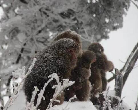 峨眉山猴子的好日子到頭了 管理員跟猴子的較量開(kāi)始了