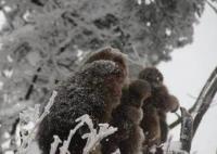 峨眉山猴子的好日子到頭了 管理員跟猴子的較量開始了