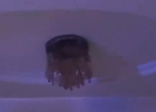 新疆震感現(xiàn)場:居民家植物衣架搖晃 現(xiàn)場畫面簡直太嚇人了