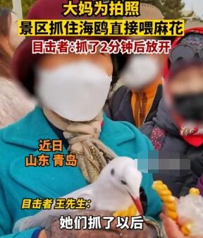 大媽為拍照景區(qū)抓住海鷗喂麻花 到底是什么情況?