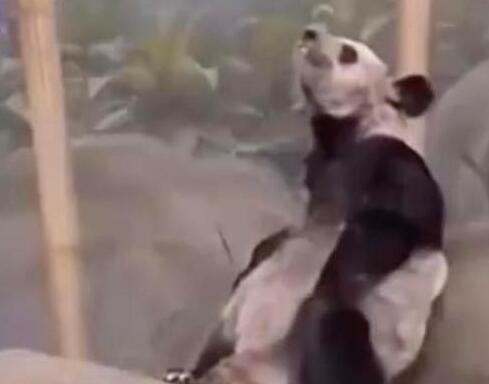 美動物園稱丫丫毛發(fā)稀疏是家族遺傳 背后真相曝光簡直太驚人了