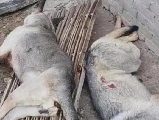 4條狼青犬咬死80多只羊 真相揭露真的令人大吃一驚 