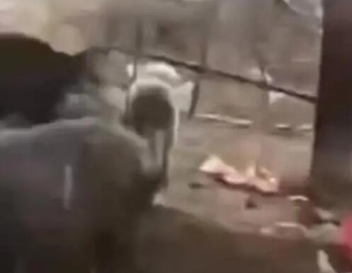 4條狼青犬咬死80多只羊 具體事件經(jīng)過是什么?