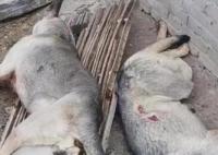 4條狼青犬咬死80多只羊 真相揭露真的令人大吃一驚 