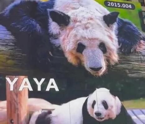 在美華人稱見到丫丫感覺非常震撼 真相揭露真的令人大吃一驚