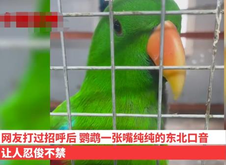 遼寧一動(dòng)物園鸚鵡滿嘴東北味 到底是什么情況?