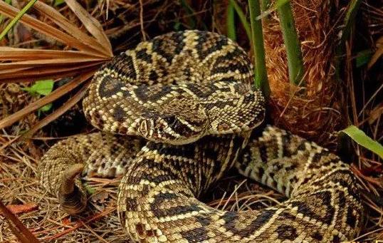 中國哪個(gè)省毒蛇最多2023 中國哪個(gè)省沒有蛇