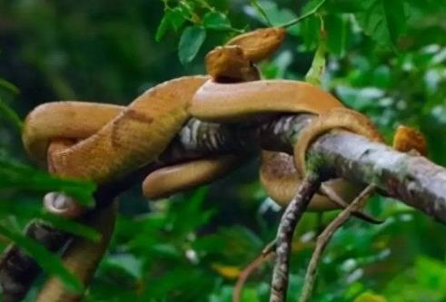 中國哪個(gè)省毒蛇最多2023 中國哪個(gè)省沒有蛇