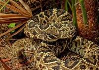 中國(guó)哪個(gè)省毒蛇比較多 常見(jiàn)的毒蛇品種有哪些?