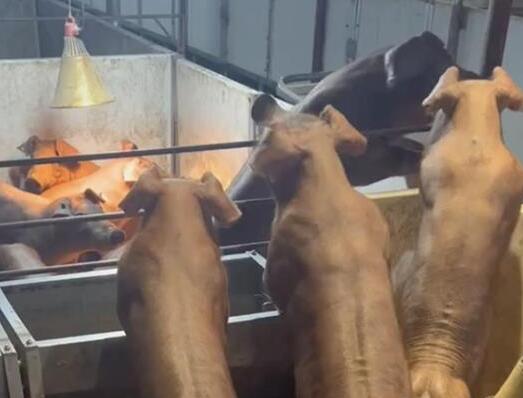 云南“健身豬”走紅一頭最高賣(mài)8萬(wàn) 原因竟是這樣實(shí)在是太意外了