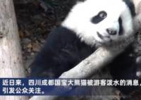 向熊貓福菀潑水3游客身份未確定 背后真相曝光簡(jiǎn)直太驚人了
