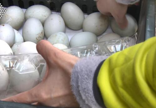 臺灣鴨蛋價格創(chuàng)歷史新高 到底是什么情況?