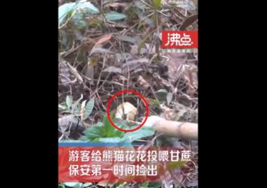 游客給花花投喂甘蔗保安撿出 背后真相曝光簡(jiǎn)直太驚人了