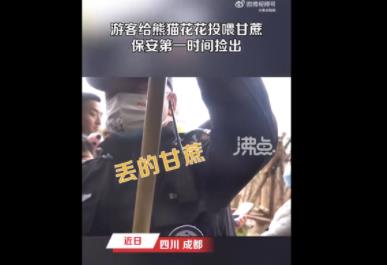 游客給花花投喂甘蔗保安撿出 到底是什么情況?
