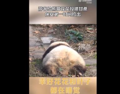 游客給花花投喂甘蔗保安撿出 到底是什么情況?