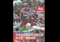 游客給花花投喂甘蔗保安撿出 背后真相曝光簡(jiǎn)直太驚人了