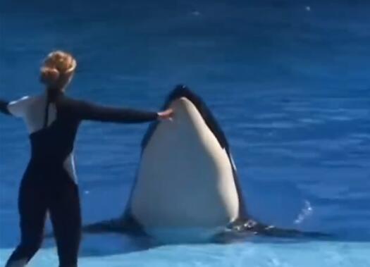 世界上最孤獨的鯨去世 享年47歲 到底是什么情況?