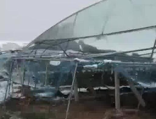 河南突降大雪 農(nóng)戶40畝葡萄棚被壓塌 照片曝光直接讓人大呼意外