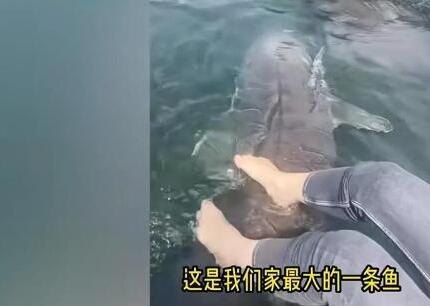 女子喂養(yǎng)500斤大魚當(dāng)寵物 真相揭露真的令人大吃一驚