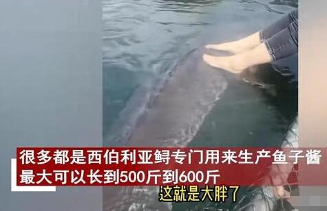 女子喂養(yǎng)500斤大魚當(dāng)寵物 真相揭露真的令人大吃一驚