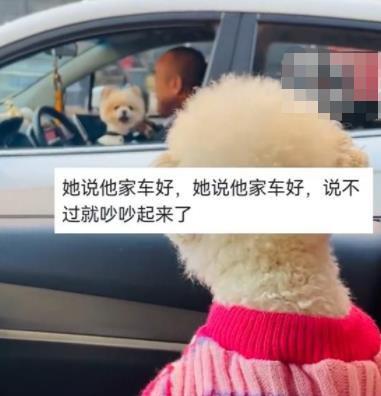 主人堵車半小時兩狗子隔窗吵架 為什么會這樣?