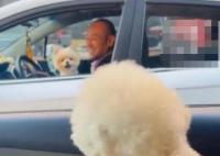 主人堵車半小時兩狗子隔窗吵架 真相揭露真的令人大吃一驚