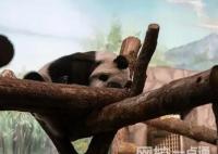 如意和丁丁在莫斯科有多受歡迎 原因竟是這樣實在是太意外了 