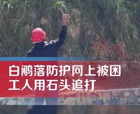 男子用石頭砸白鷴被過(guò)路女子喝止 到底是什么情況?