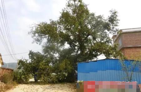 貨車撞上“風(fēng)水樹” 村民索賠8.8萬 原因竟是這樣實(shí)在是太意外了