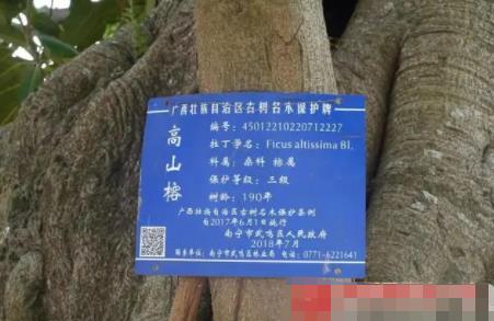 貨車撞上“風(fēng)水樹” 村民索賠8.8萬 原因竟是這樣實在是太意外了