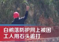 男子用石頭砸白鷴被過(guò)路女子喝止 到底是什么情況?