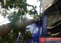 貨車撞上“風水樹” 村民索賠8.8萬 背后原因簡直驚呆了眾人