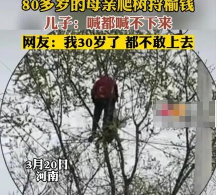 80多歲老太爬樹摘榆錢 喊都喊不下來 真相曝光簡直太驚人了