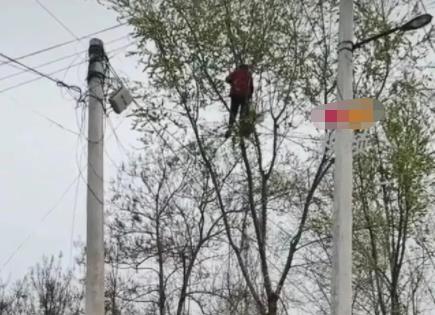 80多歲老太爬樹摘榆錢 喊都喊不下來 到底是什么情況?