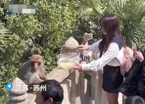 女子給猴子喂食被掌摑 景區(qū)回應(yīng) 真相到底是什么?