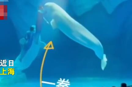 海洋公園回應(yīng)工作人員拳打白鯨 真相到底是什么?