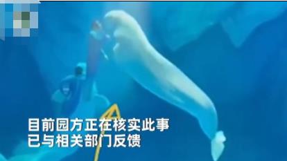 海洋公園回應(yīng)工作人員拳打白鯨 結(jié)果真的令人大吃一驚