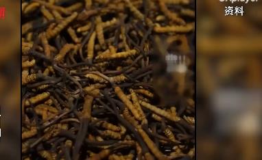 太卷了!四川燒烤蟲(chóng)草 惹得網(wǎng)友紛紛驚嘆