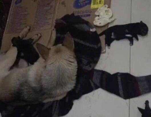 男子被流浪狗咬傷后踩死4只幼崽 真相揭露真的令人大吃一驚