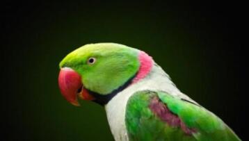 丈夫出軌被鸚鵡模仿露骨言語揭穿 具體事件經(jīng)過是什么? 