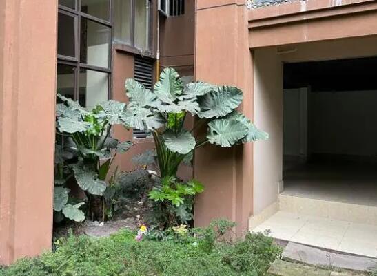 姐弟墜亡案被告翻供稱“有精神病” 真相揭露真的令人大吃一驚