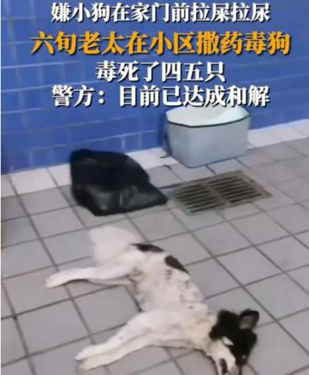 女子疑在小區(qū)內撒藥致多條狗死亡 真相到底是什么?