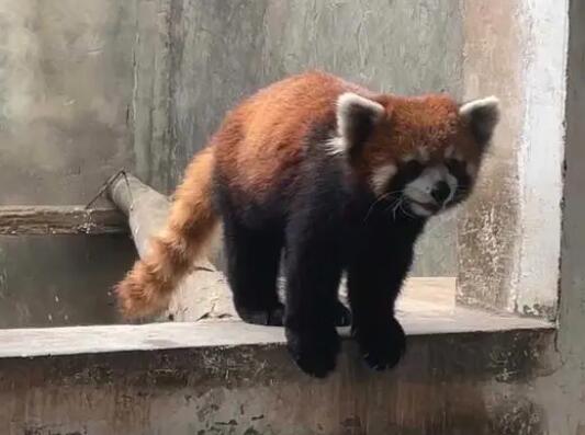 警方破獲大案解救63只小熊貓 并于今年2月放歸野外