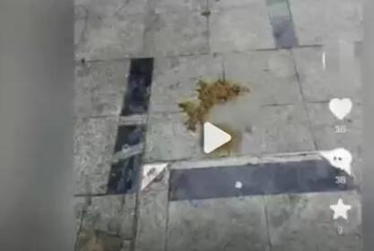 安徽滁州一小區(qū)內(nèi)有人高空拋下糞便 到底是什么情況?