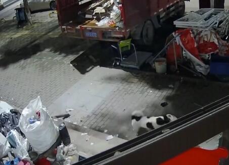 寵物貓被鄰居高空扔下活活摔死 到底是什么情況?