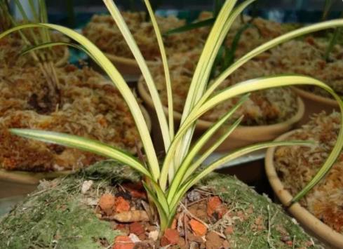 農(nóng)婦掐走兩枝蘭花被判三緩四 原因竟是這樣實(shí)在是太意外了